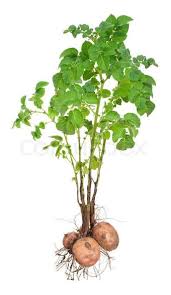 Attēlu rezultāti vaicājumam “Solanum tuberosum leaf”