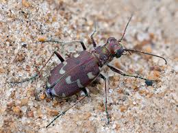 Attēlu rezultāti vaicājumam “Cicindela maritima”