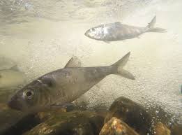 Image result for Alosa pseudoharengus