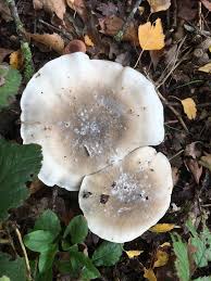 Attēlu rezultāti vaicājumam “Clitocybe nebularis”