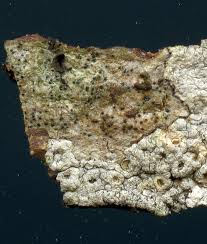 Attēlu rezultāti vaicājumam “Lecanactis abietina”