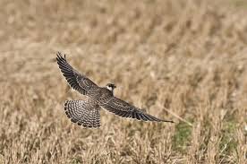 Image result for Falco vespertinus