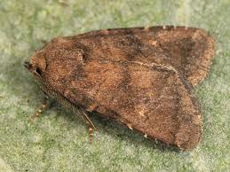 Attēlu rezultāti vaicājumam “Rusina ferruginea male”