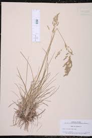 Attēlu rezultāti vaicājumam “Poa angustifolia”