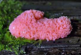 Attēlu rezultāti vaicājumam “Tubifera ferruginosa (subsp. ferruginosa) macro”