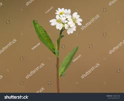 Attēlu rezultāti vaicājumam “Berteroa incana flower”