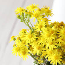 Attēlu rezultāti vaicājumam “Jacobaea vulgaris flower”