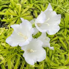 Attēlu rezultāti vaicājumam “Campanula persicifolia flower”