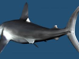 Image result for Lamna nasus