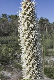 Attēlu rezultāti vaicājumam “Xanthoria fulva”