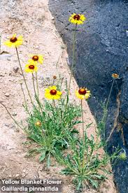 Image result for Gaillardia pulchella