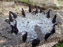 Attēlu rezultāti vaicājumam “Stemonitopsis aequalis var. microspora stalked”