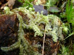 Attēlu rezultāti vaicājumam “Lophocolea heterophylla”