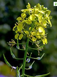 Attēlu rezultāti vaicājumam “Sinapis alba flower”