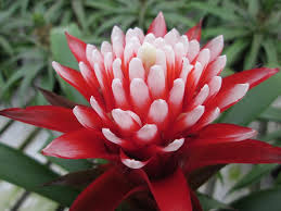 Картинки по запросу гусмания