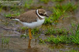Attēlu rezultāti vaicājumam “Charadrius hiaticula”