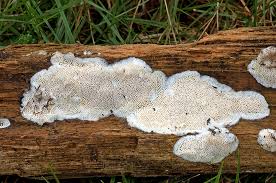 Attēlu rezultāti vaicājumam “Rhodonia placenta”