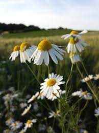 Attēlu rezultāti vaicājumam “Tripleurospermum inodorum flower”