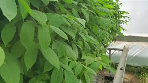 Attēlu rezultāti vaicājumam “Juglans mandshurica”