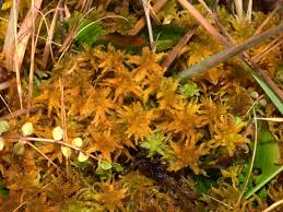 Attēlu rezultāti vaicājumam “Sphagnum contortum”