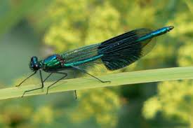 Attēlu rezultāti vaicājumam “Calopterygidae”