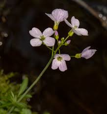 Attēlu rezultāti vaicājumam “Cardamine pratensis flower”