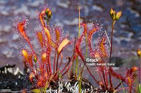 Attēlu rezultāti vaicājumam “Drosera anglica leaf”