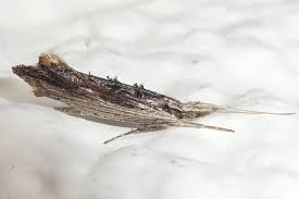 Attēlu rezultāti vaicājumam “Ypsolopha scabrella”