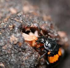 Attēlu rezultāti vaicājumam “Nicrophorus vespilloides”