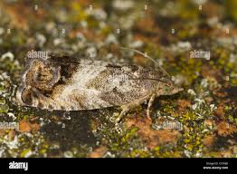 Attēlu rezultāti vaicājumam “Cydia splendana”