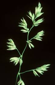 Attēlu rezultāti vaicājumam “Dactylis polygama”