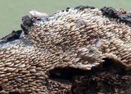 Attēlu rezultāti vaicājumam “Mycoacia fuscoatra”