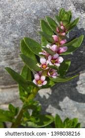 Attēlu rezultāti vaicājumam “Glaux maritima”