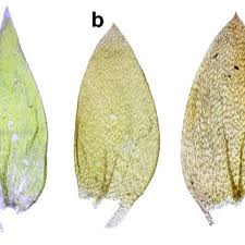 Attēlu rezultāti vaicājumam “Fossombronia wondraczekii”
