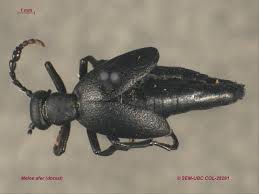 Attēlu rezultāti vaicājumam “Meloe sp. imago”