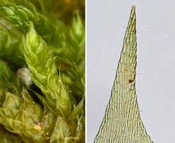 Attēlu rezultāti vaicājumam “Hypnum cupressiforme”