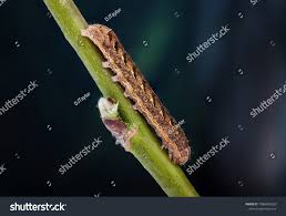 Attēlu rezultāti vaicājumam “Xestia baja”