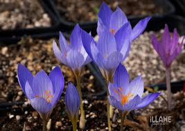 Attēlu rezultāti vaicājumam “Crocus speciosus”