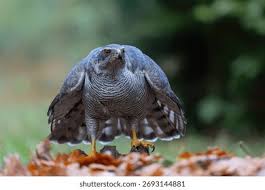 Attēlu rezultāti vaicājumam “Accipiter gentilis”