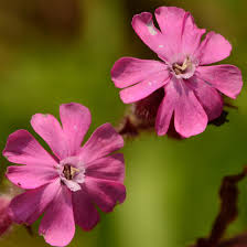 Attēlu rezultāti vaicājumam “Silene dioica”