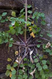 Attēlu rezultāti vaicājumam “Cardamine impatiens leaf”