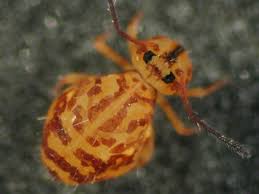 Attēlu rezultāti vaicājumam “Ptenothrix sp.”