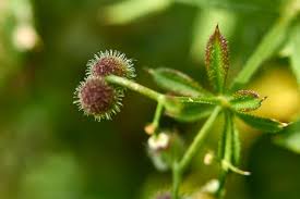 Image result for Galium aparine