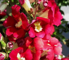 Image result for Antirrhinum majus maximum