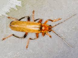 Attēlu rezultāti vaicājumam “Cantharis livida”