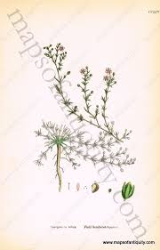 Attēlu rezultāti vaicājumam “Spergularia rubra”