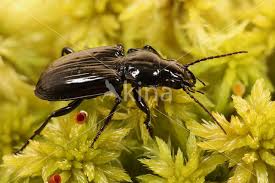 Attēlu rezultāti vaicājumam “Pterostichus aterrimus”