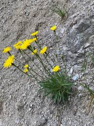 Attēlu rezultāti vaicājumam “Leontodon autumnalis  flower”