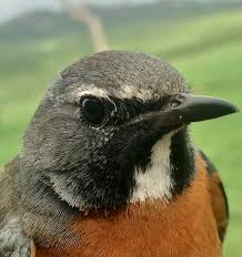 Image result for Irania gutturalis