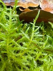 Attēlu rezultāti vaicājumam “Cirriphyllum piliferum”